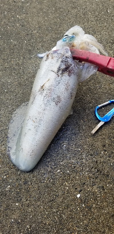 エギング　釣れたよ