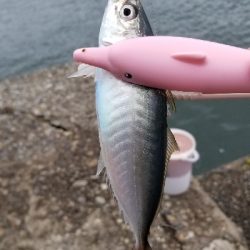 アジ(爆)釣果