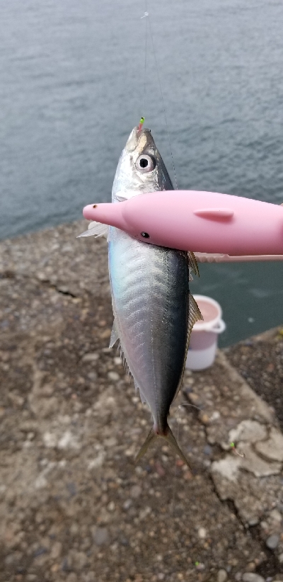 アジ(爆)釣果