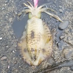 数釣りできたよ。エギング