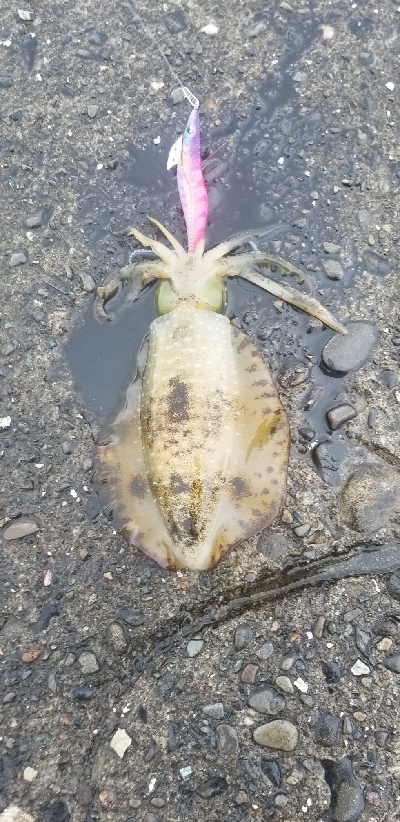 数釣りできたよ。エギング