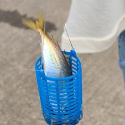 アオリなし、サビキでアジ