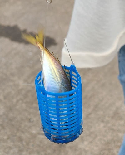 アオリなし、サビキでアジ