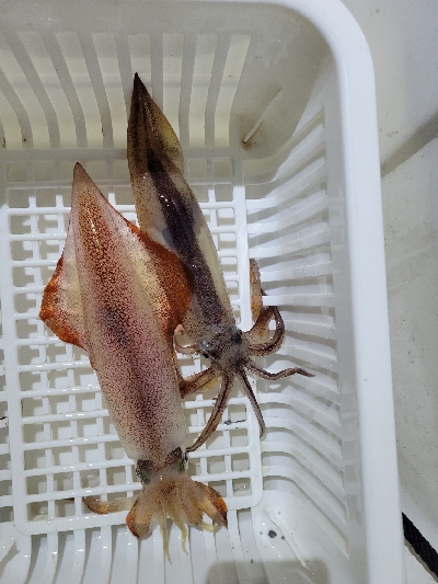 今季初イカメタル