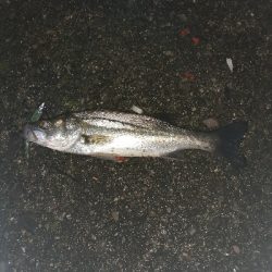 ランガンでシーバス