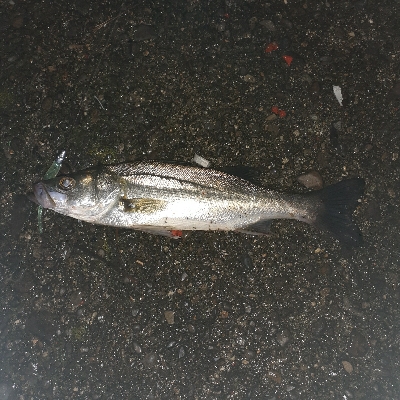 ランガンでシーバス