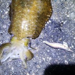 強風エギング。釣れてよかった。