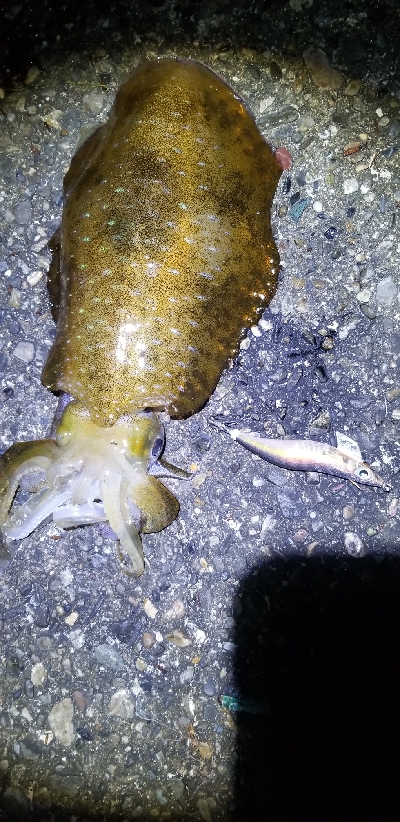 強風エギング。釣れてよかった。