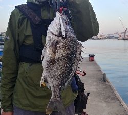 マイクロベイトを求めて