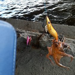 はじめてタコ釣れたよ