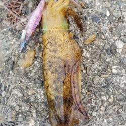 数釣りエギング