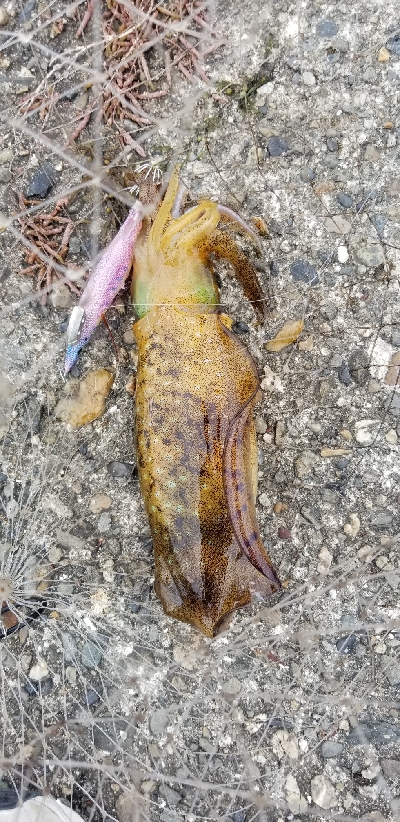 数釣りエギング