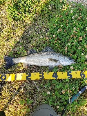 デイゲームにて。