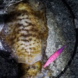 短時間エギング 湯浅好調