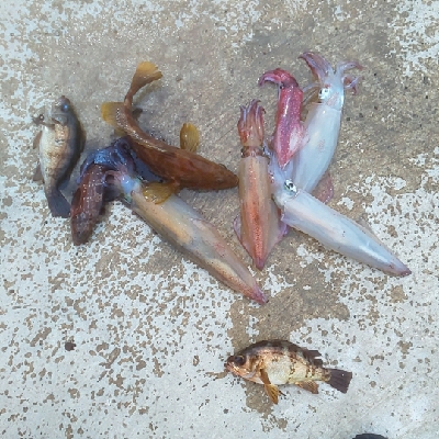 エギング時々ロック