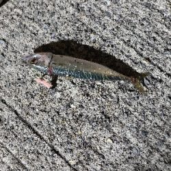 今日もサバゲーでした