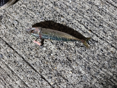 今日もサバゲーでした