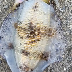 デイエギング　20分で終了