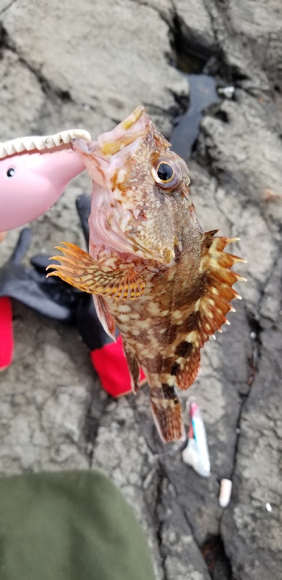 ガシラとベラ？