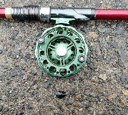 産卵後のクロダイ復活