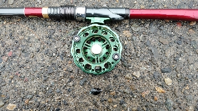 産卵後のクロダイ復活