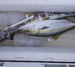 久しぶりの投稿です