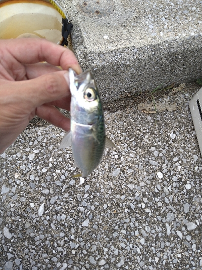 2021釣行投稿№8