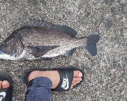 ¥ちょいと掛かるが、浮きフカセ