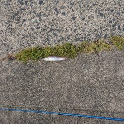 今年はじめましての釣果