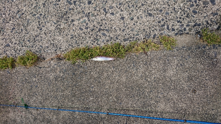 今年はじめましての釣果