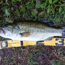 減水の津久井湖おかっぱり