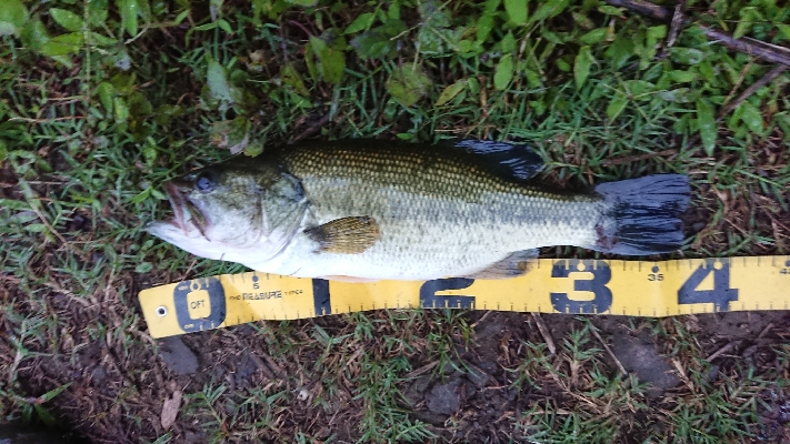 減水の津久井湖おかっぱり
