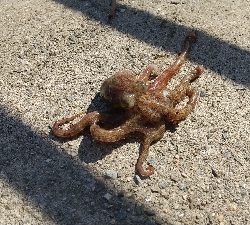 昼間からでも何とか