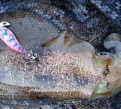 春イカ…もう夏イカ?