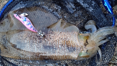 春イカ…もう夏イカ？