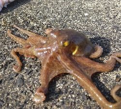 渋いけどとりあえず…