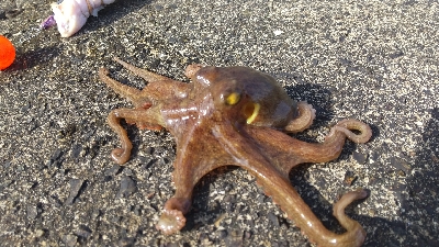 渋いけどとりあえず…