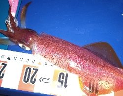 ツツイカ攻略？