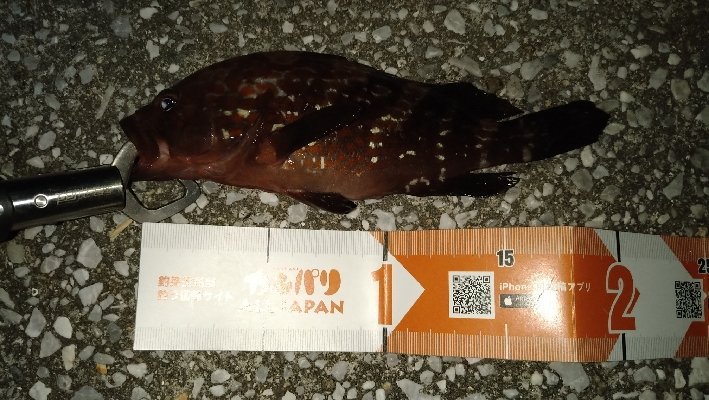 祝！初アコウ！