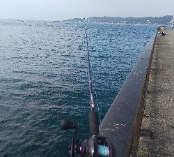 とりあえずボウズ逃れ