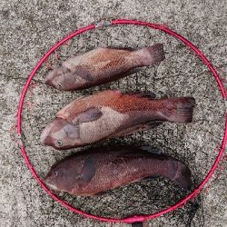 淡路島でのコブダイ釣り