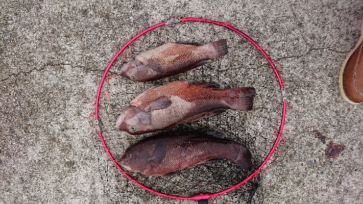 淡路島でのコブダイ釣り