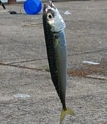 サビキで小サバと豆アジ