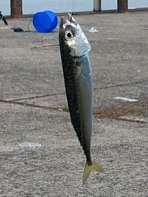 サビキで小サバと豆アジ