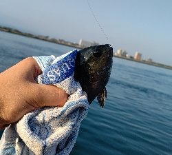 新居海釣り公園にて