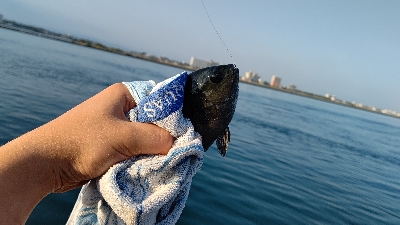 新居海釣り公園にて