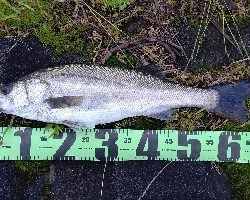 リバーシーバス