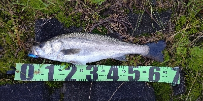 リバーシーバス