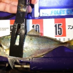 アジングの予定がマイカパーティ