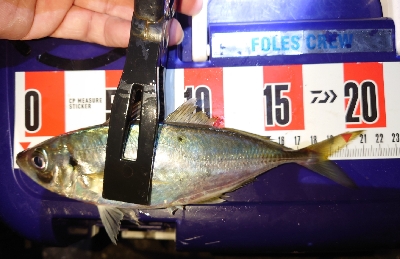 アジングの予定がマイカパーティ